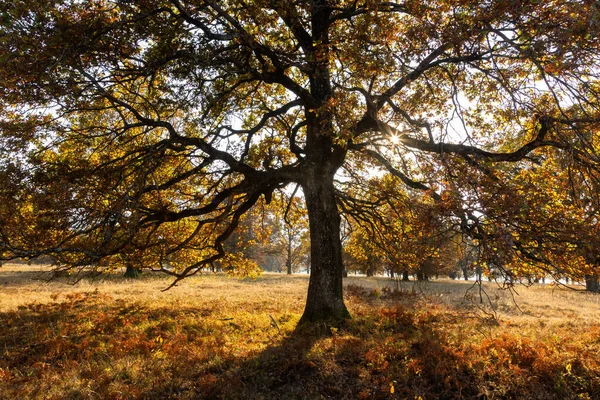 Carvalho majestoso com grandes galhos crescendo em um prado no outono. — Fotografia de Stock