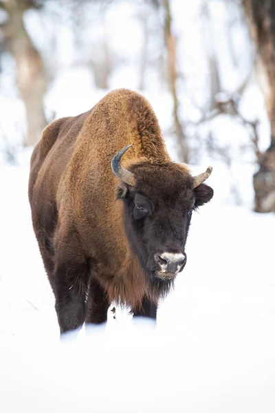 Bisonte europeo deambulando en el bosque nevado en invierno —  Fotos de Stock