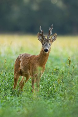 Roe geyik geyiği yazın dikey çekimde çayırda dolaşır.