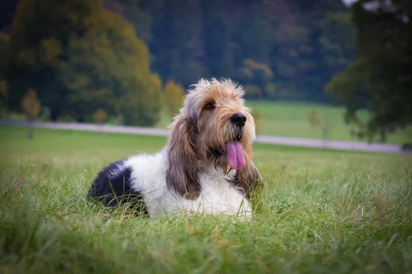 Büyük Basset Griffon Vendeen köpeği ağaçlarla kaplı parkta çimlerin üzerinde uzanıyor.