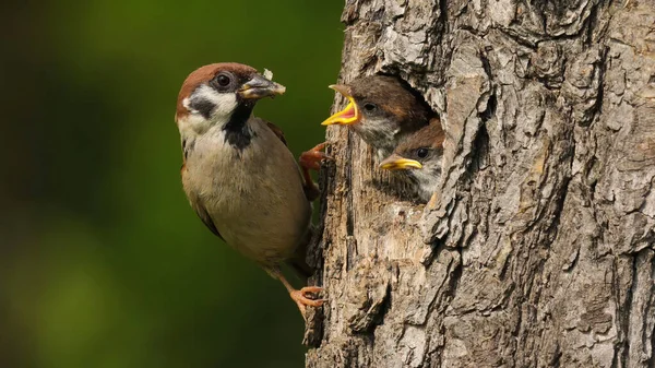 Gorrión euroasiático sentado en el árbol con su nido y alimentando a su hijo — Foto de Stock