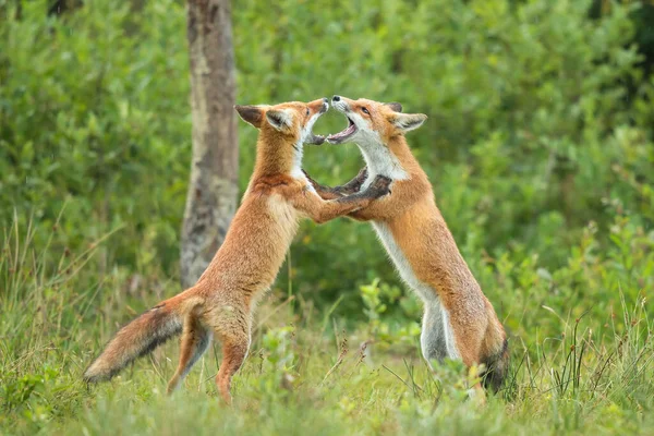 Due cuccioli di volpe rossa che si combattono nella foresta estiva — Foto Stock