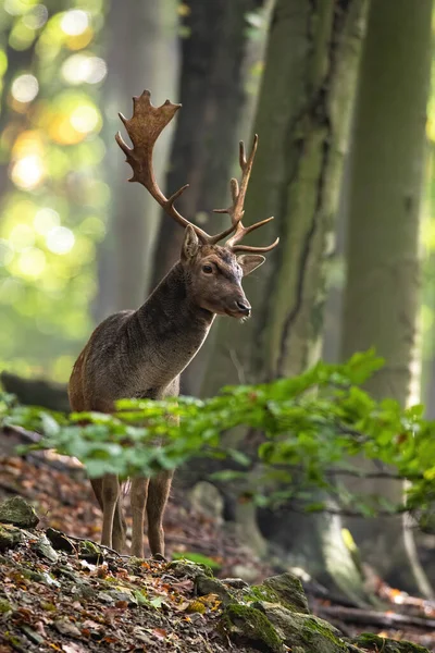 Fallow deer stag standing in woodland in fall in vertical shot — Stock Photo, Image