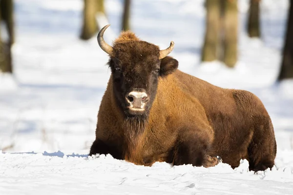 Güneşli bir havada karda dinlenen frengi avrupalı bizon. — Stok fotoğraf