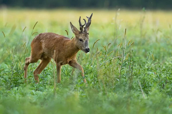 Cervo roe andando no prado crescente na natureza de verão — Fotografia de Stock