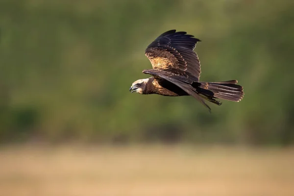 Weibchen der Rohrweihe auf der Flucht in sommerlicher Natur — Stockfoto