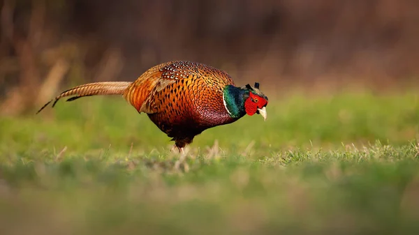 Gewone fazant mannelijke voeden zich met weide in het voorjaar natuur — Stockfoto