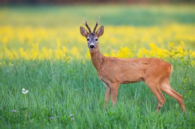 Yaz mevsiminde kır çiçeklerinin arasında boynuzları olan ilginç bir yumurta geyiği.