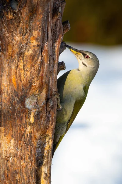 Grey-headed woodpecker attached to the tree with claws in winter — Stock Photo, Image