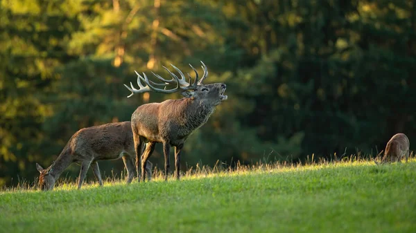 Majestueux mâle de cerf rouge rugissant devant le troupeau pendant la saison de rut. — Photo