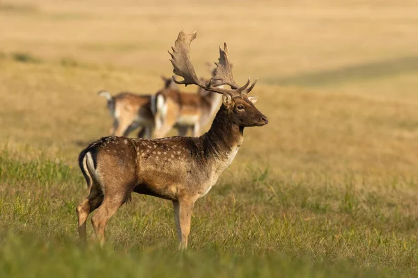 Photo d'automne du troupeau de cerfs en jachère avec cerf au premier plan debout sur la prairie — Photo