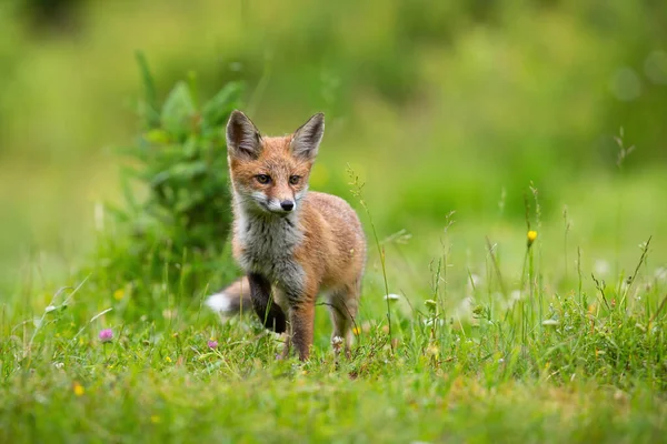 Petit renard roux marchant sur la clairière en fleurs en été — Photo