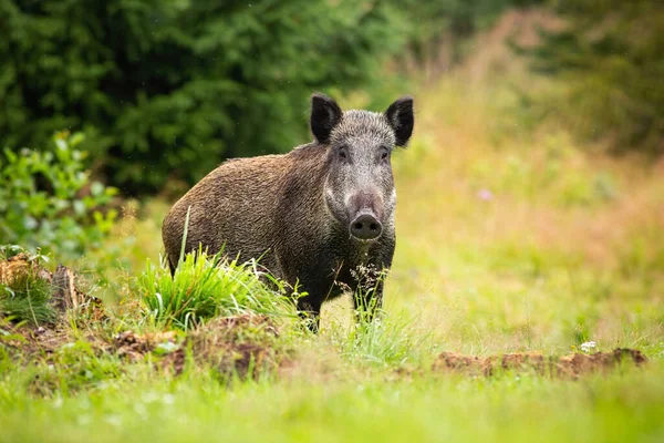 Farlig hona av vildsvin vänd mot kameran på skogsröjningen — Stockfoto