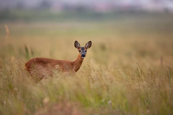 夏の朝に牧草地で目の接触を持っている好奇心メスのイエロー鹿 — ストック写真