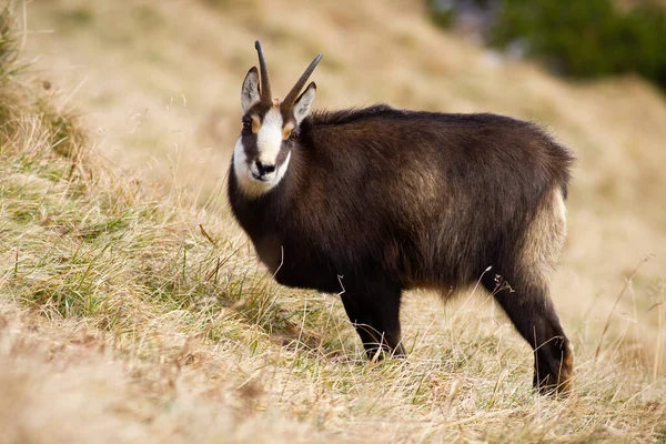 Curious tatra chamois looking while eating on dry meadow in Carpathian mountains — Stock Photo, Image