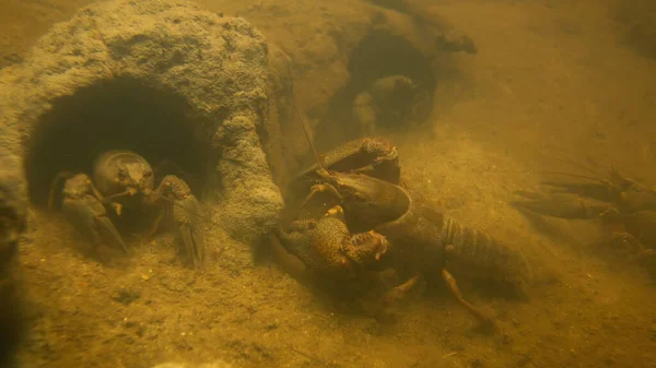 Inyección submarina de noble grupo de cangrejos de río moviéndose en sus agujeros de roca en el arroyo —  Fotos de Stock