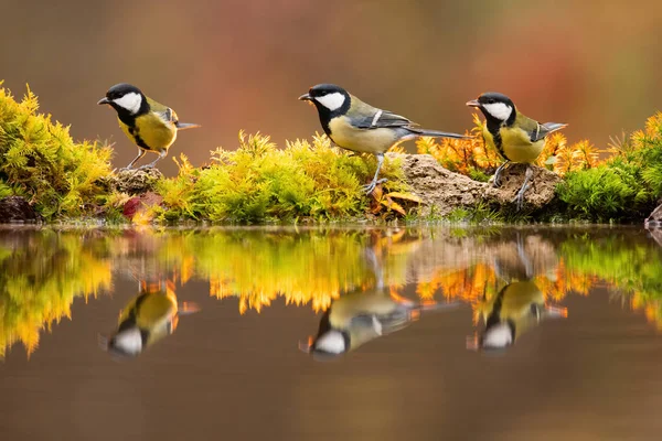 Backlit photo of great tit group sitting beside colourful pond in sunlit autumn — Stock fotografie