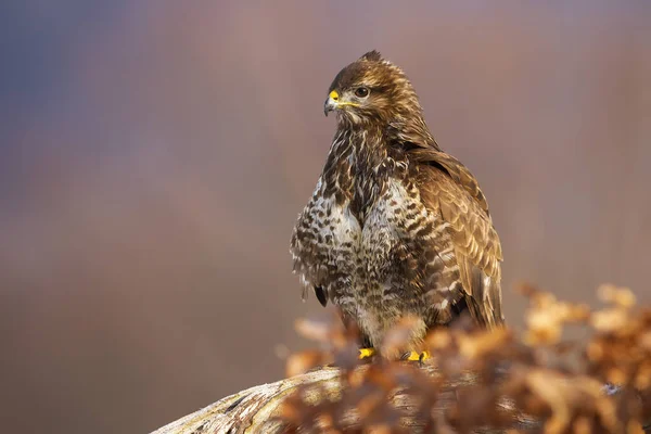 Majestic common buzzard sitting on the branch in autumn with leaves in foreground — Stock Photo, Image