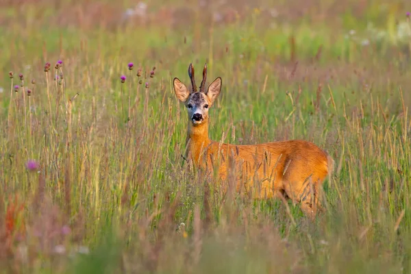 夏の黄金の時間の間に高い草の中に立つローズ鹿の男性 — ストック写真