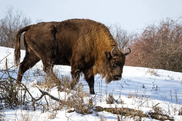 Bisonte europeo macho pastando en prado de bosque nevado en invierno —  Fotos de Stock