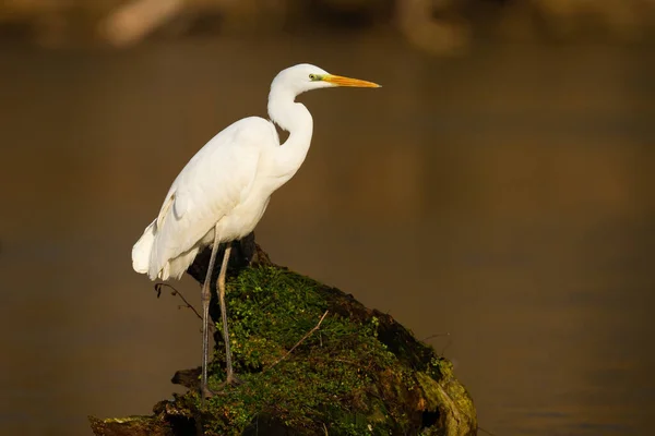 Adulto grande egret com plumagem branca sentado no ramo cercado por água — Fotografia de Stock
