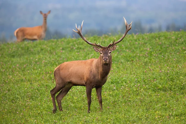 Red deer stag staring from clover meadow with hind in background in autumn — Stock Photo, Image