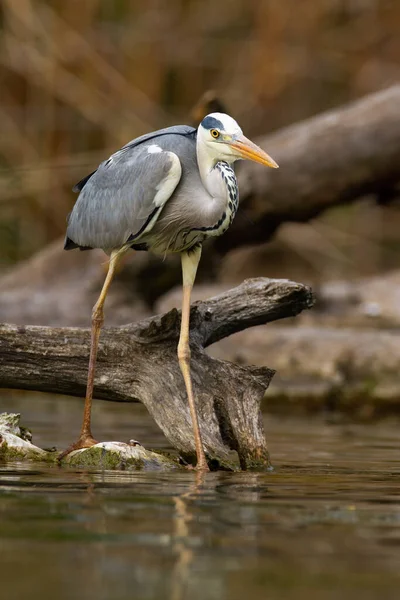 Adult grey heron with long legs hunting fish near fallen tree on river bank — Stock Photo, Image