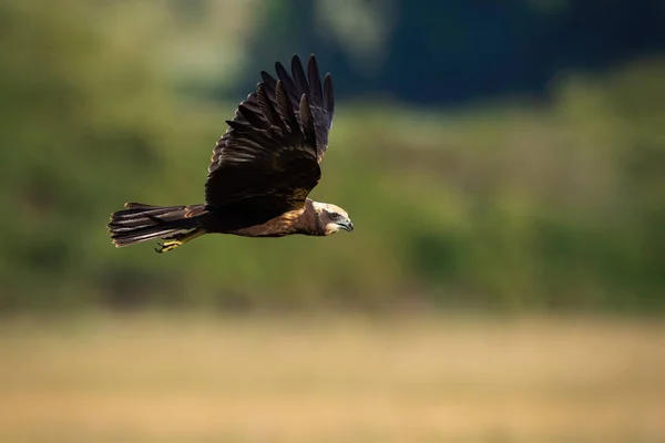 Rohrweihe fliegt im Sommer über das Feld — Stockfoto