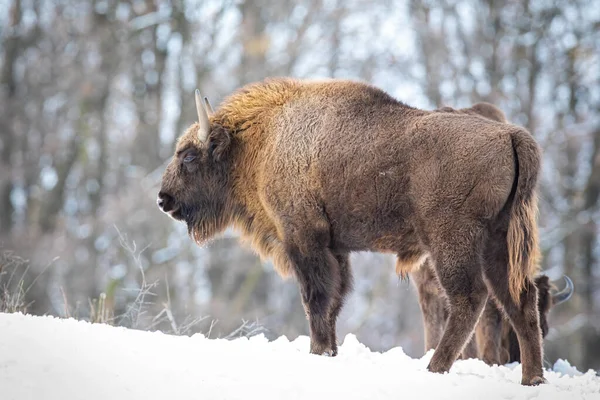 Bisonte europeo con pelaje esponjoso de pie en la nieve en invierno —  Fotos de Stock
