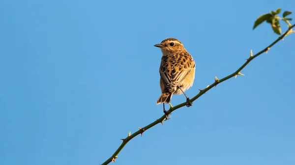 Small european stonechat female sitting on thorny branch under blue sky — Stock Photo, Image