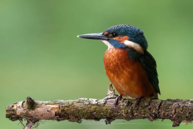 Ortak Kingfisher yavrusu Yazın dalda tek başına oturuyor