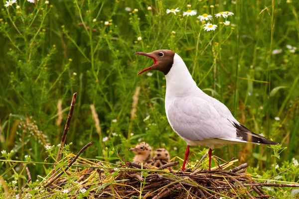Black-headed gull nesting with two chicks near colourful vegetation in summer — Stock Photo, Image