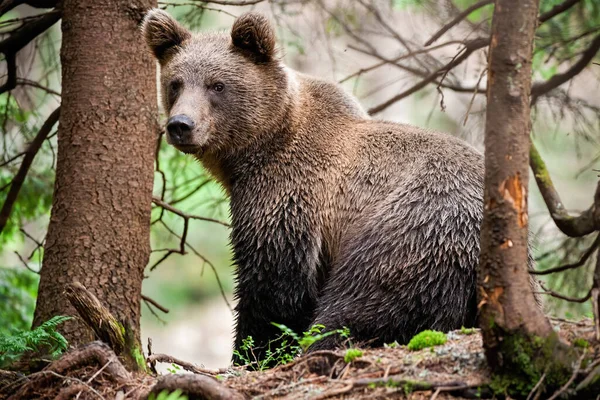 Maestoso orso bruno con pelliccia bagnata seduto nella foresta e guardando oltre le spalle — Foto Stock