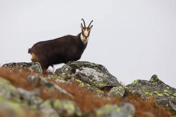 Tatra chamois looking from behind rocks on mountain horizon in autumn —  Fotos de Stock