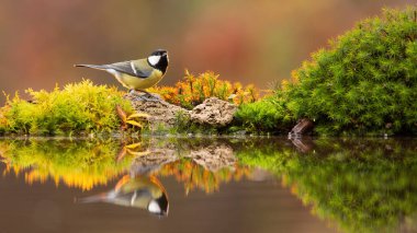 Reflection of adult great tit drinking water from colourful pond in autumn