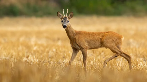Roe deer male with small antlers standing on dry stubble field in summer — Stockfoto
