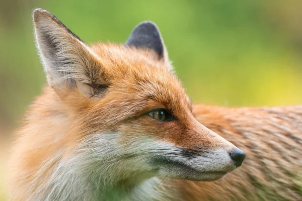 Részlet a hallgatás felnőtt róka felemelt fülekkel rét ősszel — Stock Fotó