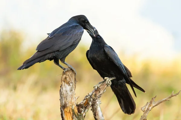Dois corvos comuns alimentando-se uns aos outros no ramo na primavera — Fotografia de Stock