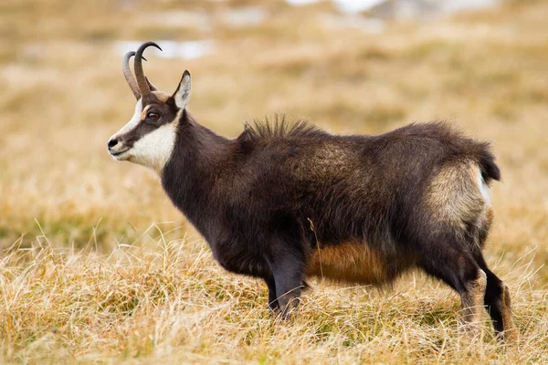 ปุย tatra chamois ขนสัตว์บนทุ่งหญ้าแอลป์ในภูเขาในฤดูใบไม้ร่วง — ภาพถ่ายสต็อก