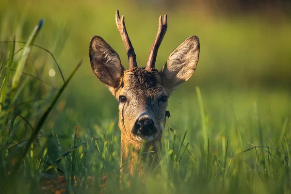 Genç geyik geyiği çayırda uzanıyor ve kameraya bakıyor. — Stok fotoğraf