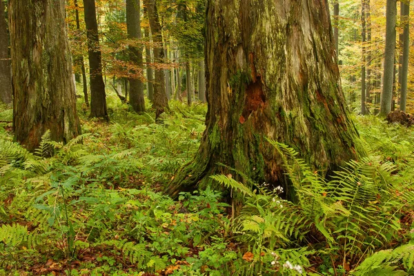 Árvore podre velha maciça em uma floresta primeval na natureza do outono. — Fotografia de Stock