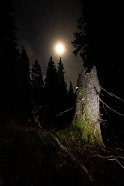 Un albero rotto nella foresta primordiale di vecchia crescita illuminato dalla luna di notte. — Foto Stock