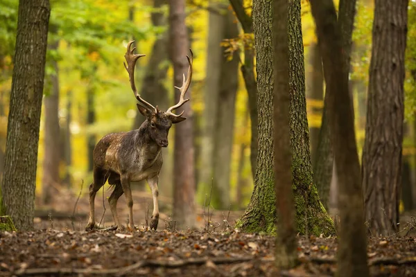 Fallow deer walking in colorful forest in autumn nature — Stock Photo, Image