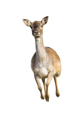 Fotokopi aletiyle önden koşan hızlı düşen geyik dişi.