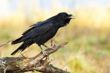 Common raven calling on wood in springtime nature clipart