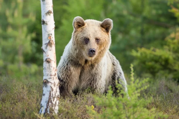 Félénk barna medve nő áll közel nyírfa lápvidéken — Stock Fotó