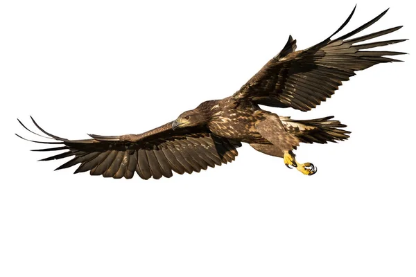 Aigle à queue blanche volant avec des ailes ouvertes isolées sur fond blanc — Photo