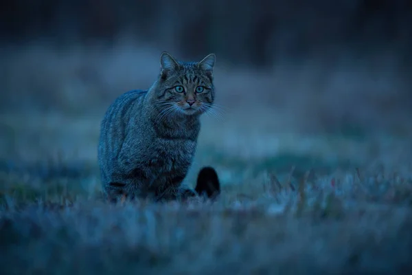 Gato salvaje europeo sentado en los pastizales por la noche desde el frente —  Fotos de Stock