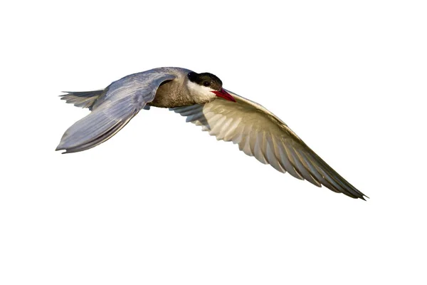 普通灯笼，张开的翅膀与白色背景隔离 — 图库照片