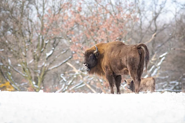 Görkemli Avrupalı bizon erkek. Beyaz karlı ormanlarda kızgın görünüyor. — Stok fotoğraf